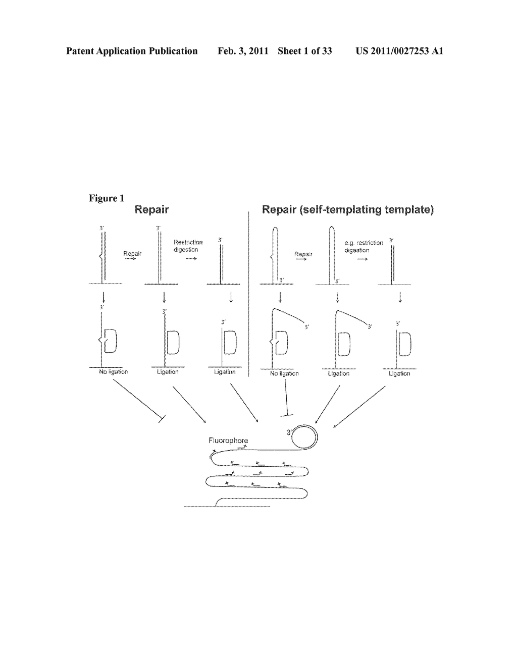 PADLOCK PROBE AMPLIFICATION METHODS - diagram, schematic, and image 02