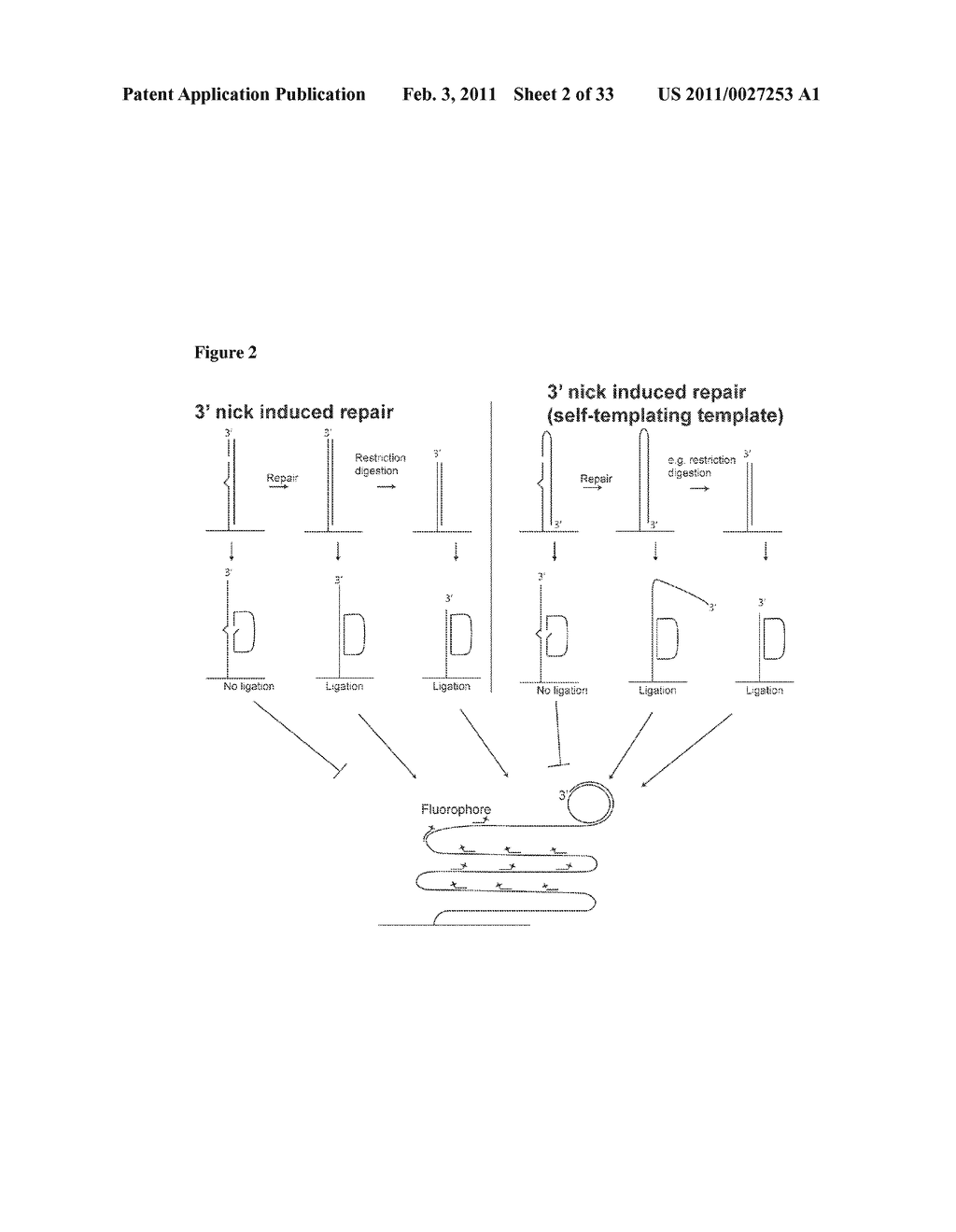 PADLOCK PROBE AMPLIFICATION METHODS - diagram, schematic, and image 03