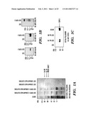 PREDICTIVE MARKER FOR TOPOISOMERASE I INHIBITORS diagram and image