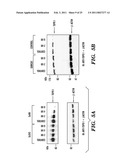 PREDICTIVE MARKER FOR TOPOISOMERASE I INHIBITORS diagram and image