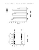 PREDICTIVE MARKER FOR TOPOISOMERASE I INHIBITORS diagram and image