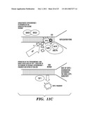 PREDICTIVE MARKER FOR TOPOISOMERASE I INHIBITORS diagram and image