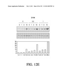 ANTIGEN BINDING PROTEINS TO PROPROTEIN CONVERTASE SUBTILISIN KEXIN TYPE 9 (PCSK9) diagram and image