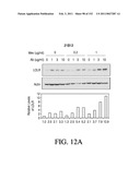 ANTIGEN BINDING PROTEINS TO PROPROTEIN CONVERTASE SUBTILISIN KEXIN TYPE 9 (PCSK9) diagram and image