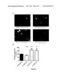 Identification of a novel cysteine-rich cell penetrating peptide diagram and image