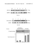 COMBINATION OF PROTEIN VACCINE AND MESENCHYMAL STEM CELLS FOR TREATING CANCER diagram and image