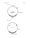 VIRAL RECOMBINEERING AND USES THEREOF diagram and image