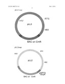 VIRAL RECOMBINEERING AND USES THEREOF diagram and image