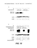 NUCLEOTIDE VECTOR, COMPOSITION CONTAINING SUCH VECTOR, AND VACCINE FOR IMMUNIZATION AGAINST HEPATITIS diagram and image