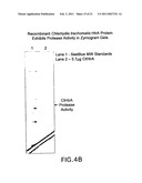 Chlamydia Vaccine Comprising HtrA Polypeptides diagram and image