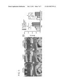 POROUS IMPLANTS AND STENTS AS CONTROLLED RELEASE DRUG DELIVERY CARRIERS diagram and image