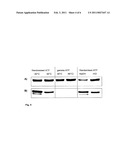 PLANTS WITH INCREASED ACTIVITY OF A STARCH PHOSPHORYLATING ENZYME diagram and image