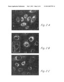 METHODS AND SYSTEMS FOR IDENTIFYING AND ISOLATING STEM CELLS AND FOR OBSERVING MITOCHONDRIAL STRUCTURE AND DISTRIBUTION IN LIVING CELLS diagram and image