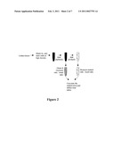 KIT FOR MEASURING IN VIVO MUTATION FREQUENCY AT AN ENDOGENOUS GENE LOCUS diagram and image