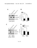 EphA KINASE CANCER DIAGNOSTIC diagram and image