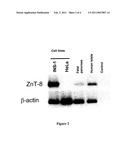 PROTEIN SPECIFIC TO PANCREATIC BETA CELLS IN ISLETS OF LANGERHANS AND APPLICATIONS THEREOF diagram and image