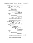 ENGINEERING ENZYMES THROUGH GENETIC SELECTION diagram and image