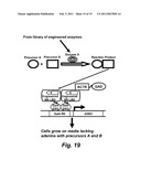 ENGINEERING ENZYMES THROUGH GENETIC SELECTION diagram and image