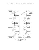 ENGINEERING ENZYMES THROUGH GENETIC SELECTION diagram and image