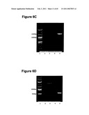 METHODS OF MODIFYING NUCLEIC ACIDS IN HOST CELLS diagram and image