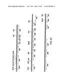 EVERNINOMICIN BIOSYNTHETIC GENES diagram and image