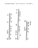 EVERNINOMICIN BIOSYNTHETIC GENES diagram and image