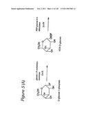 EVERNINOMICIN BIOSYNTHETIC GENES diagram and image