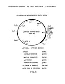 EVERNINOMICIN BIOSYNTHETIC GENES diagram and image