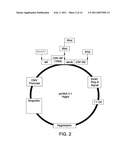 Chimera Compositions and Methods of Use diagram and image