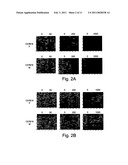 SIGNATURES OF RADIATION RESPONSE diagram and image