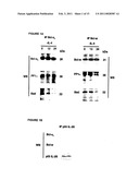 METHODS OF SCREENING OF PP1-INTERACTING POLYPEPTIDES OR PROTEINS, PEPTIDES INHIBITING PP1c BINDING TO Bcl-2 PROTEINS, BCL-XL AND BCL-W, AND USES THEREOF diagram and image