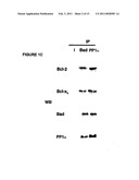 METHODS OF SCREENING OF PP1-INTERACTING POLYPEPTIDES OR PROTEINS, PEPTIDES INHIBITING PP1c BINDING TO Bcl-2 PROTEINS, BCL-XL AND BCL-W, AND USES THEREOF diagram and image