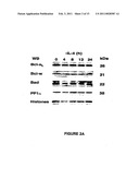 METHODS OF SCREENING OF PP1-INTERACTING POLYPEPTIDES OR PROTEINS, PEPTIDES INHIBITING PP1c BINDING TO Bcl-2 PROTEINS, BCL-XL AND BCL-W, AND USES THEREOF diagram and image