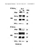 METHODS OF SCREENING OF PP1-INTERACTING POLYPEPTIDES OR PROTEINS, PEPTIDES INHIBITING PP1c BINDING TO Bcl-2 PROTEINS, BCL-XL AND BCL-W, AND USES THEREOF diagram and image