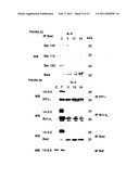 METHODS OF SCREENING OF PP1-INTERACTING POLYPEPTIDES OR PROTEINS, PEPTIDES INHIBITING PP1c BINDING TO Bcl-2 PROTEINS, BCL-XL AND BCL-W, AND USES THEREOF diagram and image