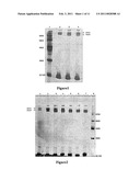 DOUBLE-STRANDED POLYETHYLENE GLYCOL MODIFIED GROWTH HORMONE, PREPARATION METHOD AND APPLICATION THEREOF diagram and image