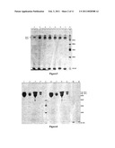 DOUBLE-STRANDED POLYETHYLENE GLYCOL MODIFIED GROWTH HORMONE, PREPARATION METHOD AND APPLICATION THEREOF diagram and image