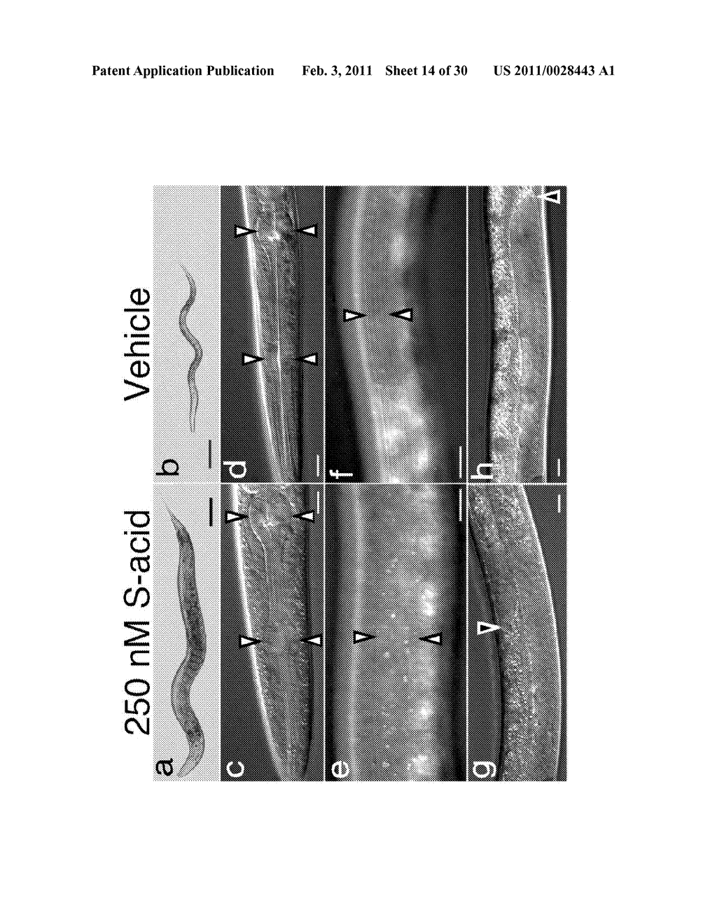 LIGANDS FOR NEMATODE NUCLEAR RECEPTORS AND USES THEREOF - diagram, schematic, and image 15