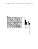 Pharmaceutical Composition For Preventintion And Treatment Of Restenosis Comprising Isoxazole Derivatives diagram and image