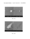 ELECTROCHEMICAL COUPLING OF METALLIC BIOMATERIAL IMPLANTS FOR BIOLOGICAL EFFECT diagram and image