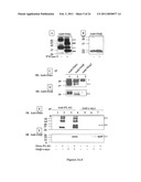 METHODS OF MODULATING THE ORGANIC SOLUTE AND STEROID TRANSPORTER (OSTalpha-OSTbeta) ACTIVITY AND TREATING ASSOCIATED CONDITIONS diagram and image