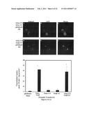 METHODS OF MODULATING THE ORGANIC SOLUTE AND STEROID TRANSPORTER (OSTalpha-OSTbeta) ACTIVITY AND TREATING ASSOCIATED CONDITIONS diagram and image