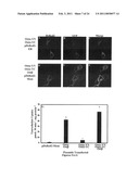 METHODS OF MODULATING THE ORGANIC SOLUTE AND STEROID TRANSPORTER (OSTalpha-OSTbeta) ACTIVITY AND TREATING ASSOCIATED CONDITIONS diagram and image