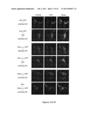 METHODS OF MODULATING THE ORGANIC SOLUTE AND STEROID TRANSPORTER (OSTalpha-OSTbeta) ACTIVITY AND TREATING ASSOCIATED CONDITIONS diagram and image