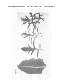 Novel Rucola plants with cyptoplasmic male sterility (CMS) diagram and image