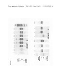 Novel Rucola plants with cyptoplasmic male sterility (CMS) diagram and image