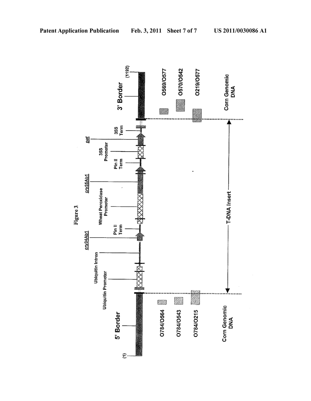 CORN EVENT DAS-59122-7 AND METHODS FOR DETECTION THEREOF - diagram, schematic, and image 08