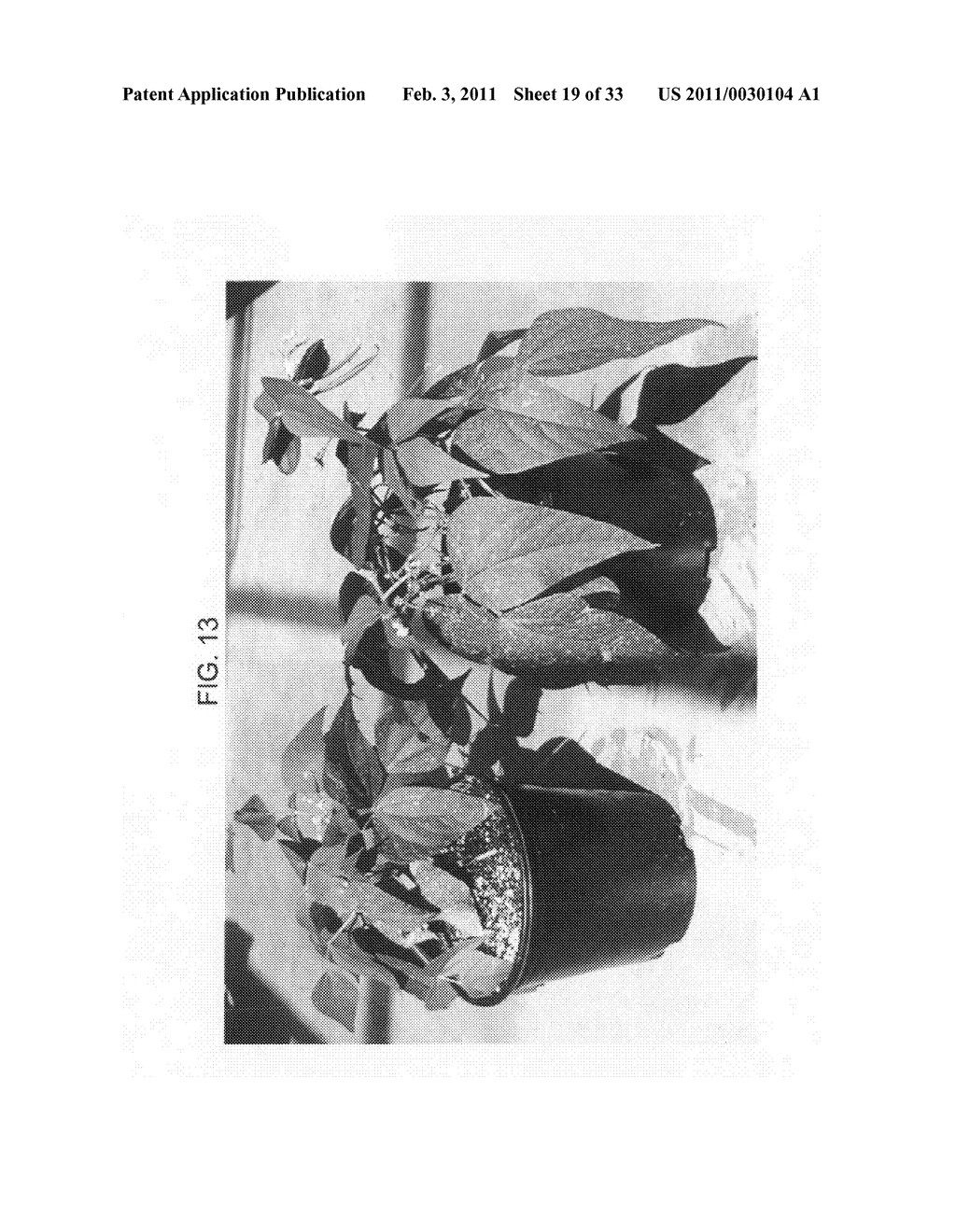 Nucleic acids encoding plant glutamine phenylpyruvate transaminase (GPT) and uses thereof - diagram, schematic, and image 20