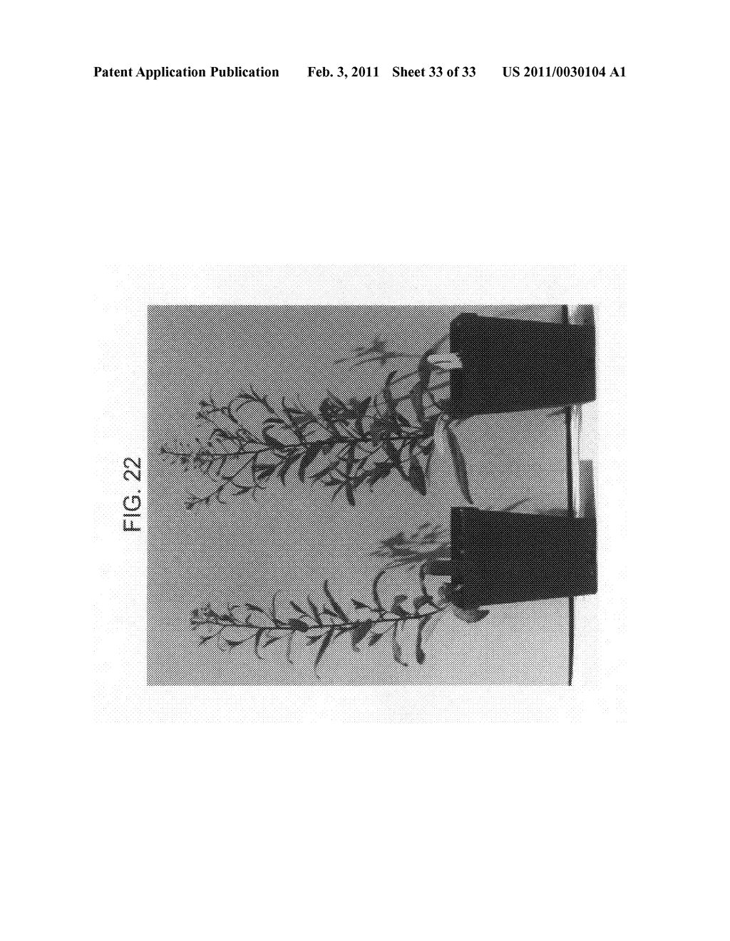 Nucleic acids encoding plant glutamine phenylpyruvate transaminase (GPT) and uses thereof - diagram, schematic, and image 34