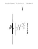 BRASSICA PLANT COMPRISING A MUTANT INDEHISCENT ALLELE diagram and image